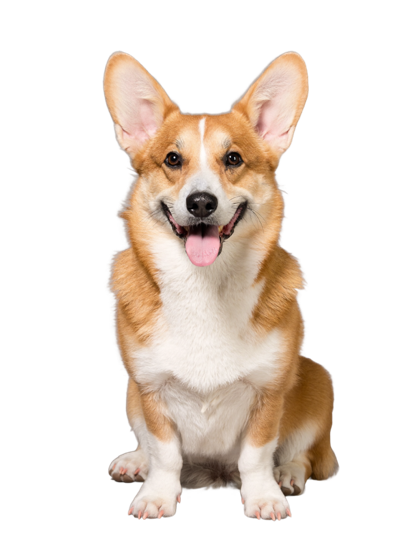 A corgi