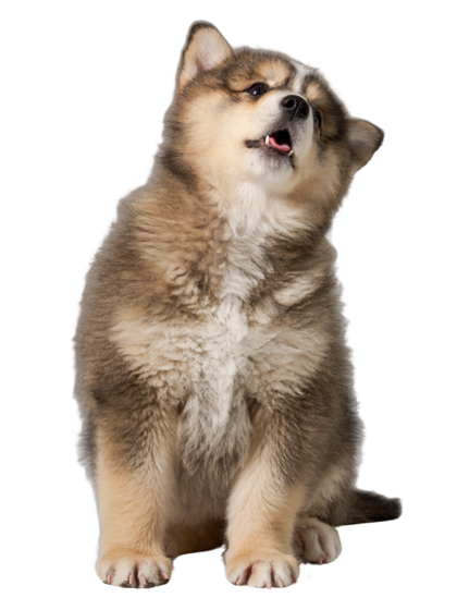 A young puppy